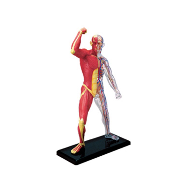 Medical Lab Technology - 4d Usta İnsan Kas İskeleti Anatomisi