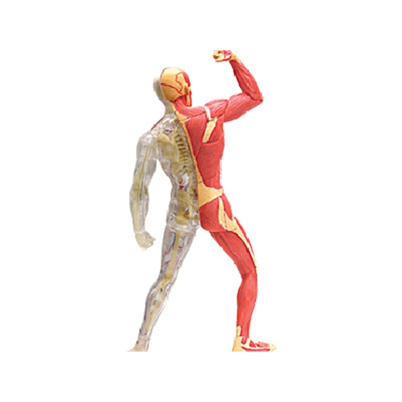 4d Usta İnsan Kas İskeleti Ana - Medical Lab Technology incelemesi ve fiyatı