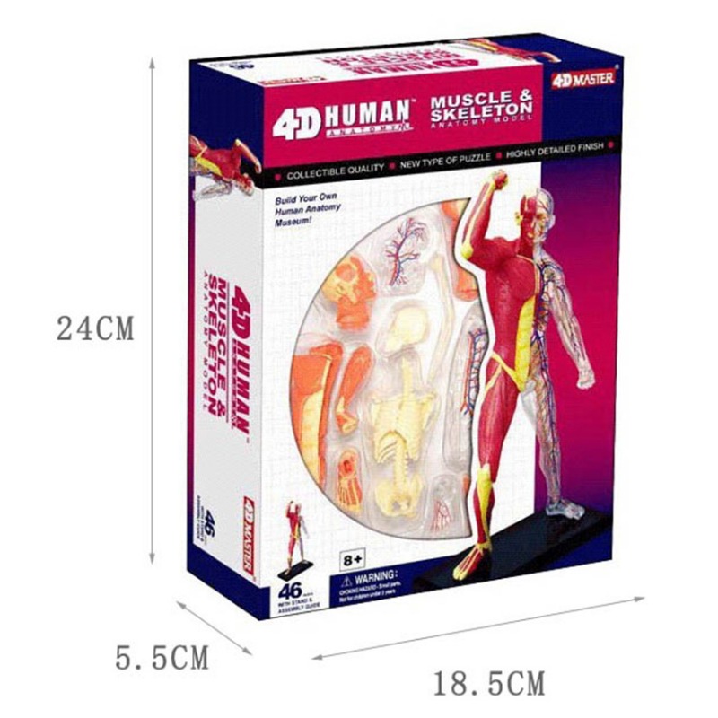 4d Usta İnsan Kas İskeleti Ana - Medical Lab Technology incelemesi ve fiyatı