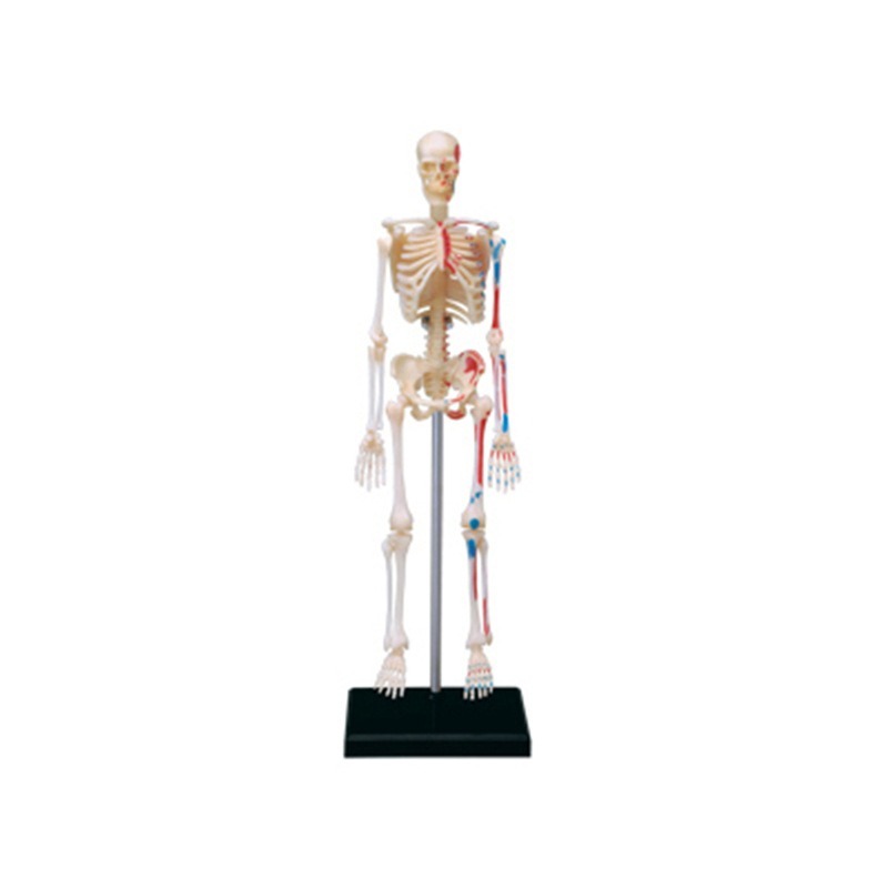 4d İnsan Tam İskelet Anatomisi - Medical Lab Technology incelemesi ve fiyatı