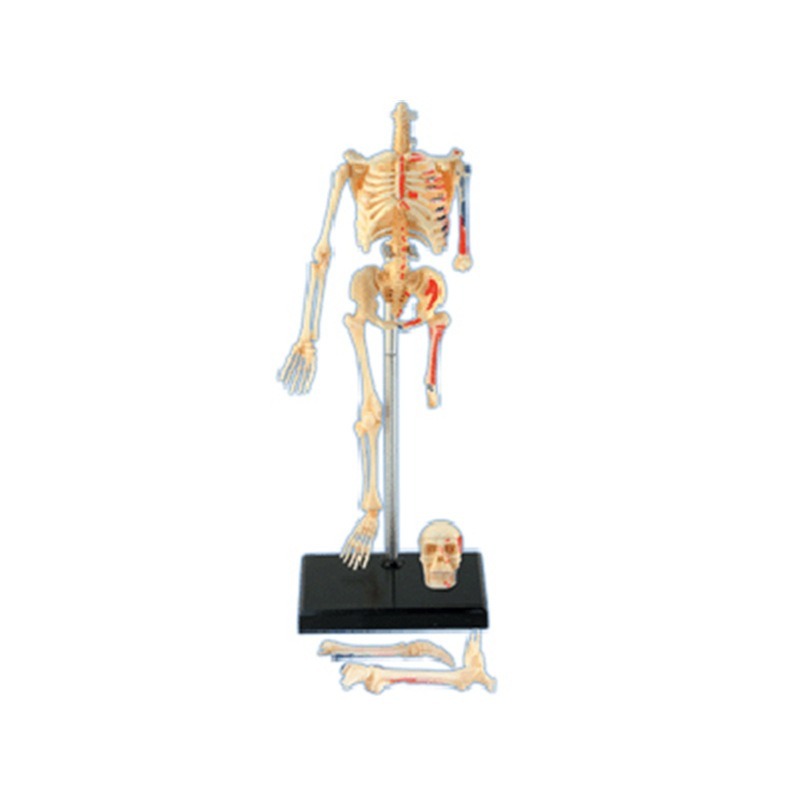 4d İnsan Tam İskelet Anatomisi - Medical Lab Technology incelemesi ve fiyatı