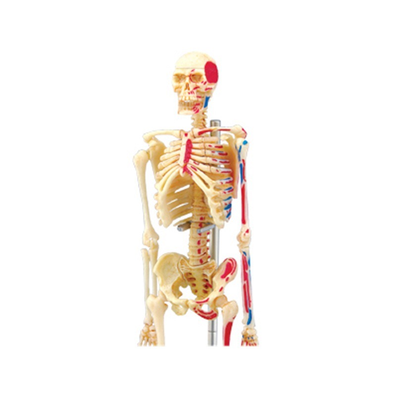4d İnsan Tam İskelet Anatomisi - Medical Lab Technology incelemesi ve fiyatı