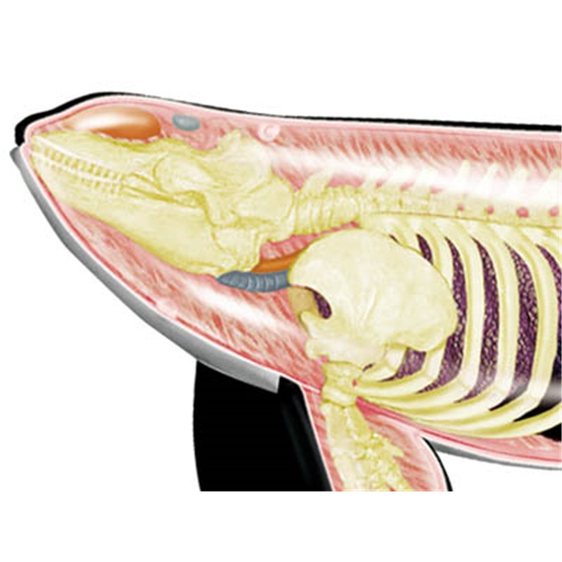 4D Görüş Orca Balina İskeleti  - Medical Lab Technology incelemesi ve fiyatı